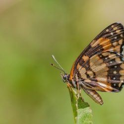 butterfly1.jpg