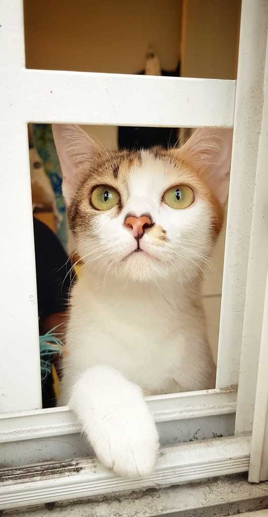 mila-fenetre chat - discret